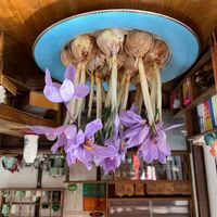 サフラン,紫の花の画像