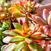 多肉大好き,グリーンのある暮らし,多肉のある暮らし,あっ火曜日,庭の画像