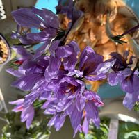 サフラン,紫の花,球根の花の画像
