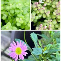 アリウム,ブロウメアナ,姫小菊,オーニソガラム ヌタンス,球根の画像