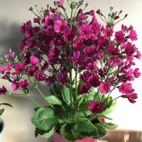 オレガノ,葉牡丹,ラベーンダー,お花好き,ピンク，白，淡いピンク，カーネーション，四つ葉のクローバ〜など入ってシックな色合いですの画像