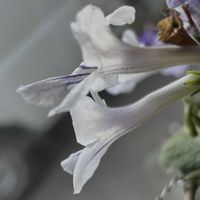 ストレプトカーパス,ブライダルベール,クラッスラ　ネモロサ,白い水曜日♡,るる　かまぼこ板で繋がる輪の画像