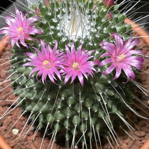 サボテンの花,浦添市,沖縄に咲く花,お出かけ先の画像