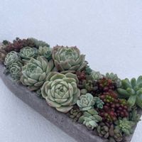 レッドベリー,ピンクルルビー,名無しさん,ポメラニアン♡,多肉植物の画像