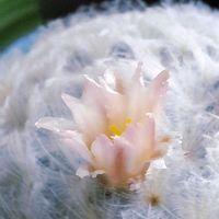 サボテン,白星,白星,サボテン 白星,マミラリア 白星の画像