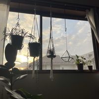 チランジア,グリーンネックレス,ポトス,モンステラ,リプサリスの画像