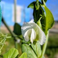 スナップエンドウ,野菜の花,山野草好き,２０２０年５月同期,家庭菜園の画像