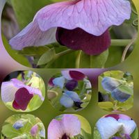 アネモネ,アネモネ,キンカン,ワタ,ビオラの画像