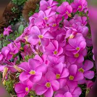 オキザリス,オキナグサ,サザンカ,サザンカ,ペチュニアの画像