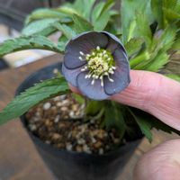 クリスマスローズ,花のある暮らし,緑のある暮らし, クリスマスローズ,花のある生活の画像