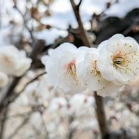 ウメ,梅・玉牡丹,日本庭園,新宿御苑,お出かけ先の画像