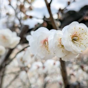 ウメ,梅・玉牡丹,日本庭園,新宿御苑,お出かけ先の画像