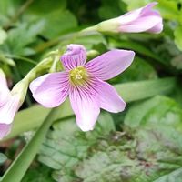 ムラサキカタバミ,お出かけ先の画像