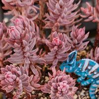 カメレオン錦,多肉植物,植物のある暮らし,多肉植物のある暮らし,カエルのカメレオン錦の画像
