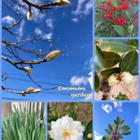 サザンカ,スイセン,ナンテン,モクレン,モチノキの画像