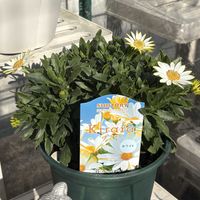 キララ,ガーデニング,花のある暮らし,花が好き,ガーデニング大好きの画像