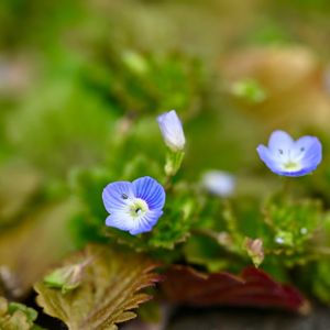 雑草,越年草,オオバコ科クワガタソウ属の画像