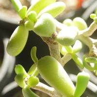 ハオルチア,多肉植物,観葉植物,塊根植物,サボテン科の画像