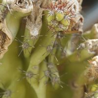 ハオルチア,多肉植物,観葉植物,塊根植物,サボテン科の画像