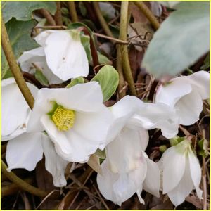 クリスマスローズ,シャリンバイ,タイサンボク,チョコレートユーパトリウム,花散歩の画像