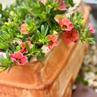 カリブラコア,カリブラコア チャチャ,静岡県民です！,しぞーか勢,われら17年組の画像