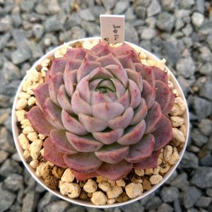 沙羅姫牡丹,氷山,シャルルローズ,ベンバディス,ラウイ、の画像