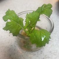 カブ,可愛い〜♡,植物がある暮らし,武器ではなく花を,とにかくGS 楽しもう！の画像