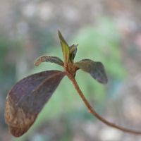 ヤマツツジ,ヤマツツジの冬芽,ヤマツツジの葉痕,山歩き,観察会の画像