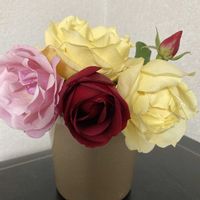 バラ,バラを楽しむ,少し前の一枚,ばら バラ 薔薇,水曜ローズショーの画像