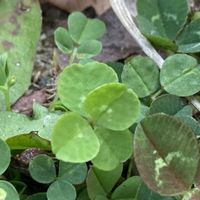 四つ葉のクローバー,白詰草,白詰草（クローバー）,四つ葉クローバー,クローバー(しろつめくさ)の画像