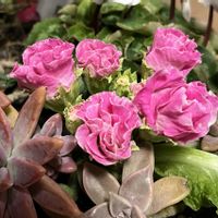 ヒヤシンス,朧月,秋麗,パープルディライト,八重咲きジュリアンの画像