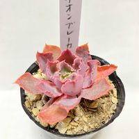 エケベリア ネオンブレーカー,多肉植物,ネオンブレーカー,鳥取タニラーの画像