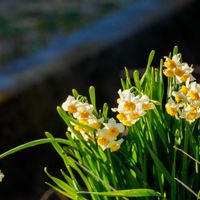 サザンカ,スイセン,菜の花,ハクモクレン,植中毒の画像