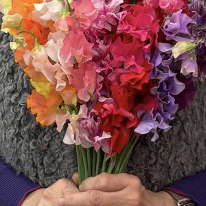 スィートピー,スィートピー,花束,今日のお花の画像