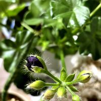 アイビーゼラニウムの画像