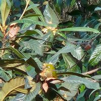 びわ,メジロ,玉川上水,近所をお散歩,太宰治の画像