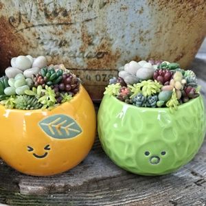 セリアの器の画像