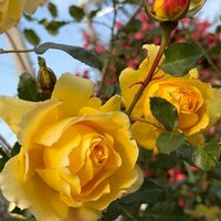 オウバイ,バラ,ヒイラギナンテン,黄梅,ソシンロウバイの画像