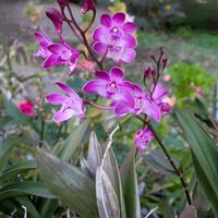 ガーベラ,サザンカ,ドウダンツツジ,ポインセチア,デンファレの画像