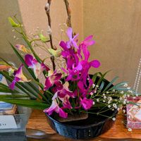 デンドロビウム,ネコヤナギ,デンファレ,デンファレ,八重咲きトルコキキョウの画像