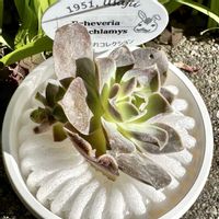 エケベリア エウリクラミス,エケベリア エリキュラミス,エケベリア ユリクラミス,エケベリア ユーリクラミス,神奈川タニラーの画像