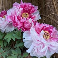 イソギク,イソギク,ガマズミ,ガマズミ,ツバキの画像