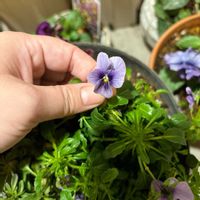 ヒューケラ,シレネ・ユニフローラ,ビオライリスプリエール,ビオラ　藍月の画像