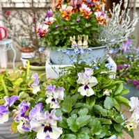 パンジー ふわふりる,ビオラ・ミステリアスシリーズ・アマゾネス,花のある暮らし,自宅にて,エントランスの画像