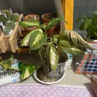 ディフェンバキアの画像