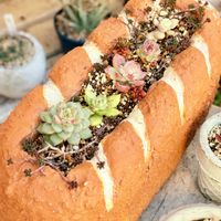 セダム,ブラックベリー,ブルーベリー,エケベリア,ラズベリーアイスの画像