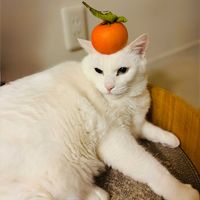 ウメ,サボテン,ミカン,ブルーヘイズ,瑠璃殿の画像