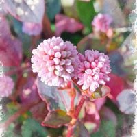 ヒメツルソバの画像