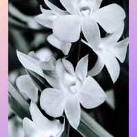 カラテア,デンファレ,オドントネマ・ストリクツム,オドントネマ・ストリクツム,ルーチェの画像