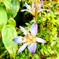 ホトトギス,杜鵑草,ホトトギス(杜鵑草),生命力,山野草の画像